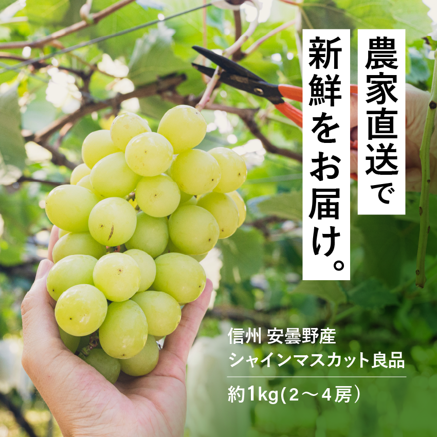 シャインマスカット約1kg（2～4房）