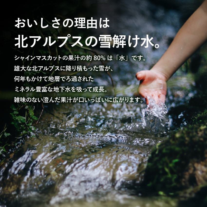シャインマスカット約1kg（2～4房）