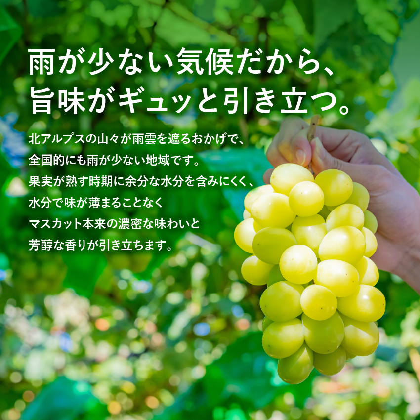 シャインマスカット約1kg（2～4房）
